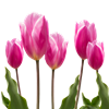 Tulpen